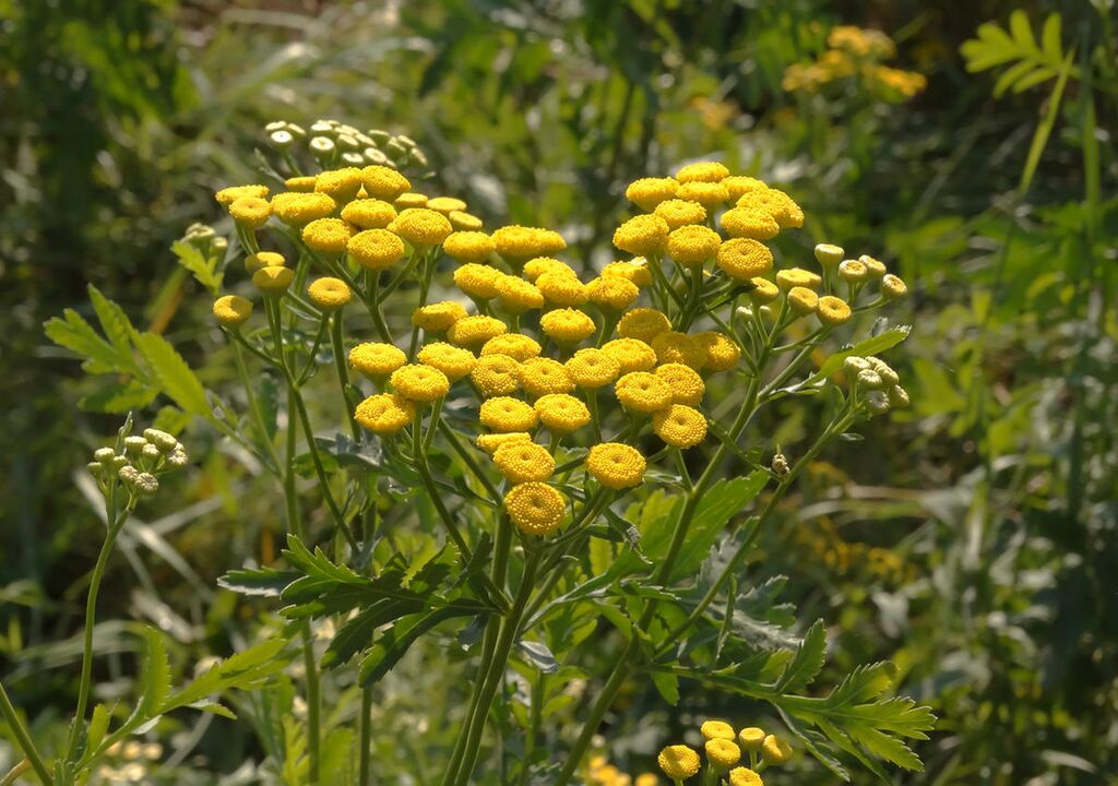 Tansa